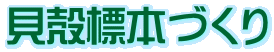 貝殻標本づくり