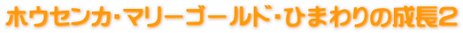 zEZJE}[S[hEЂ܂̐Q
