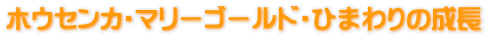 zEZJE}[S[hEЂ܂̐